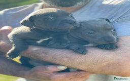 Staffordshire Bull Terrier dogs for sale: Stunning Staffordshire Bullterrier Puppies  - Image 8