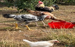 Chickens poultry for sale: Indio Gigante *LARGE BIRDS* - Advert 2