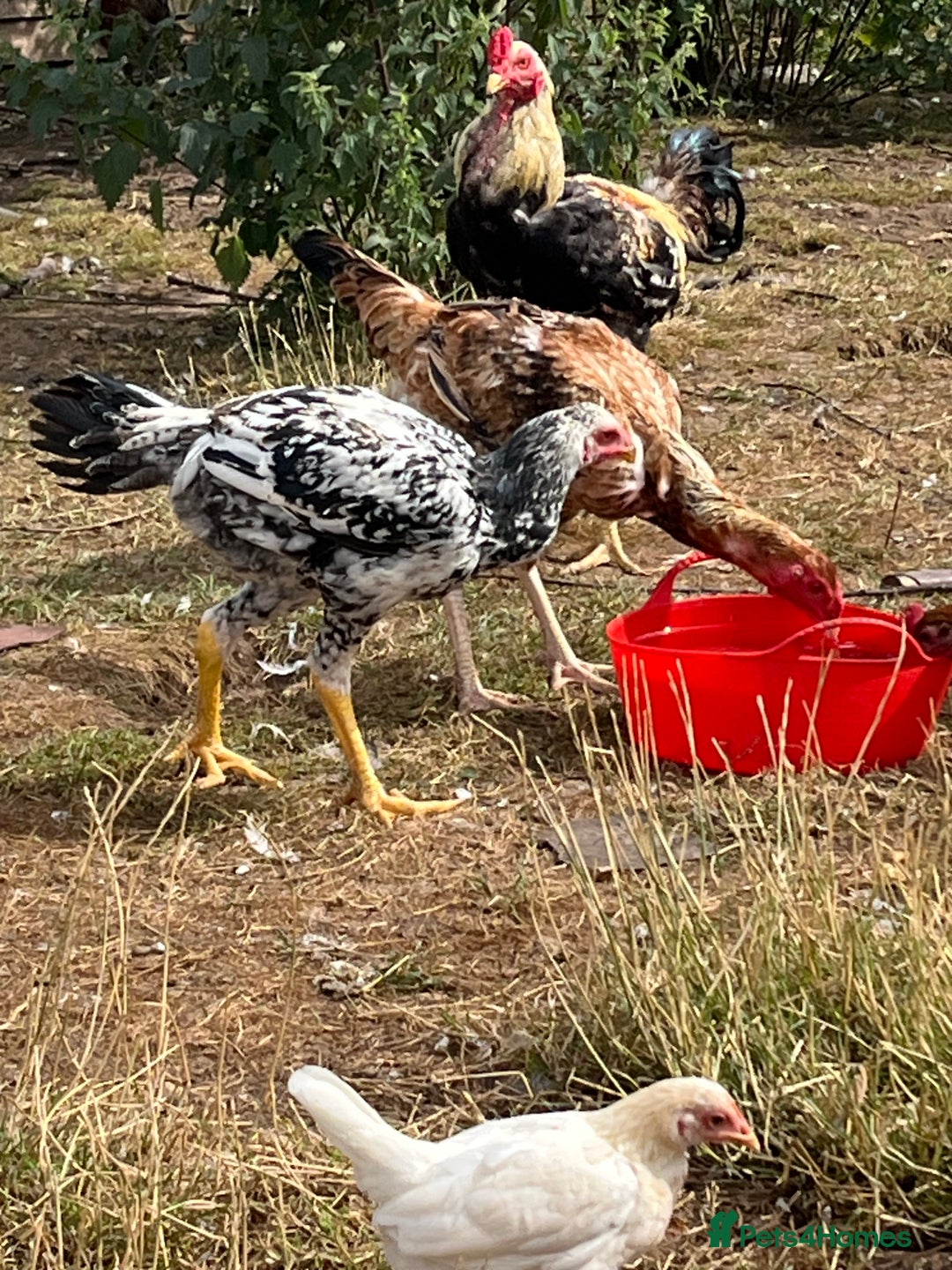 Chickens poultry for sale: Indio Gigante *LARGE BIRDS* - Advert 2