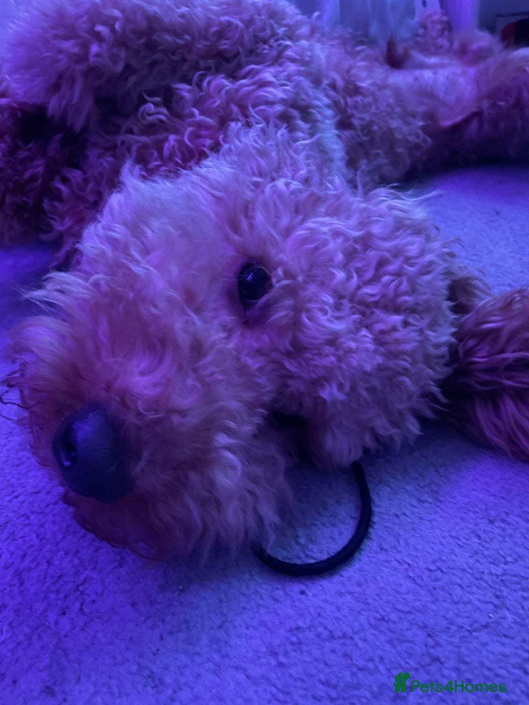 Cavapoo dogs for sale: Male Cavapoo - Advert 2