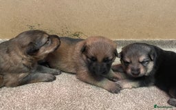 German Shepherd dogs for sale: German shepherd puppies for sale  - Image 5