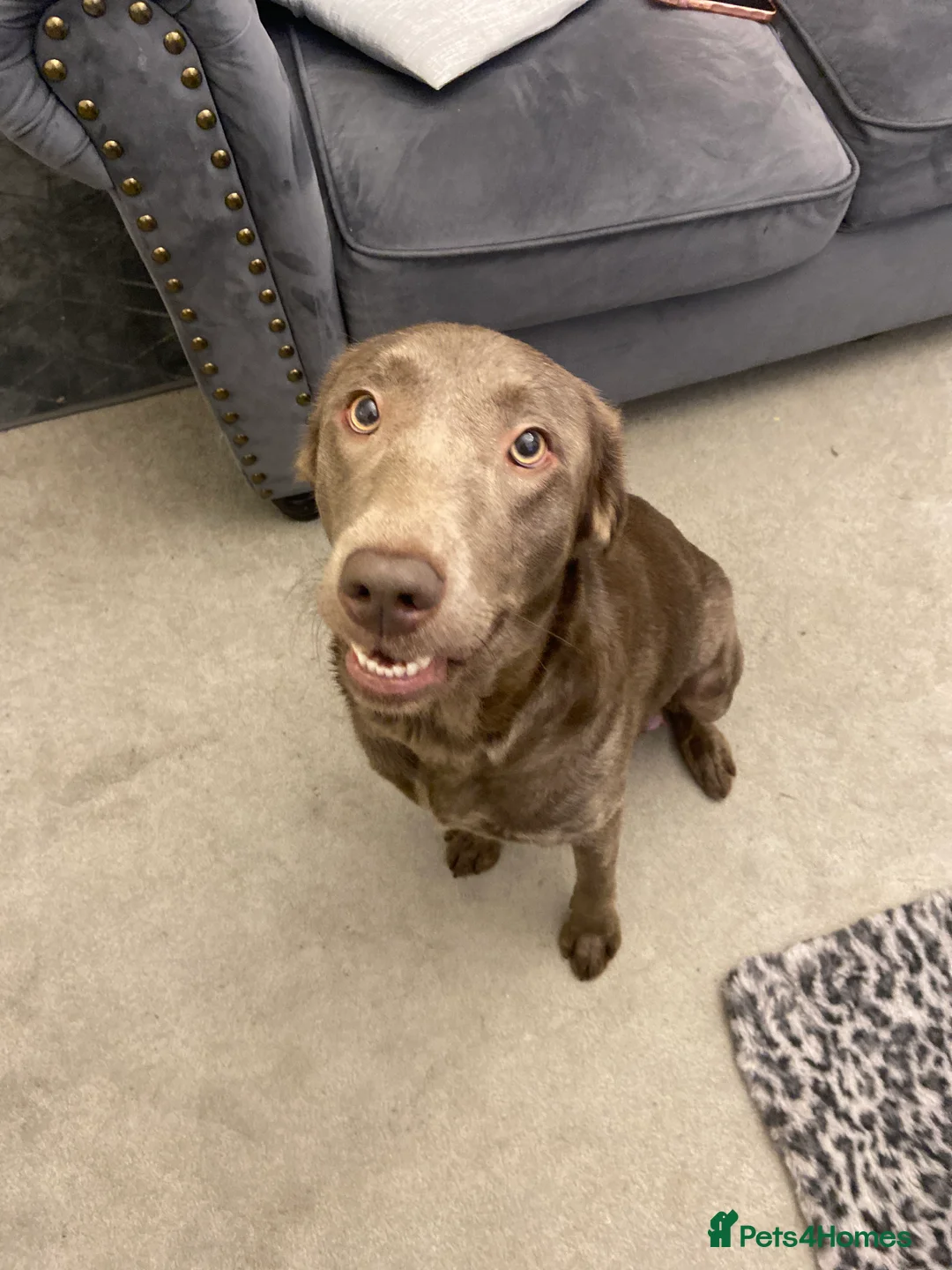 Labrador Retriever dogs for sale: Silver Labradors retrievers  - Advert 3