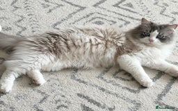 Ragdoll cats for sale: Gorgeous Ragdoll Kittens - Image 2