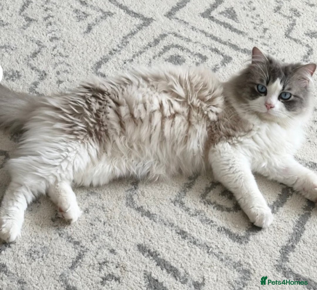 Ragdoll cats for sale: Gorgeous Ragdoll Kittens - Image 2