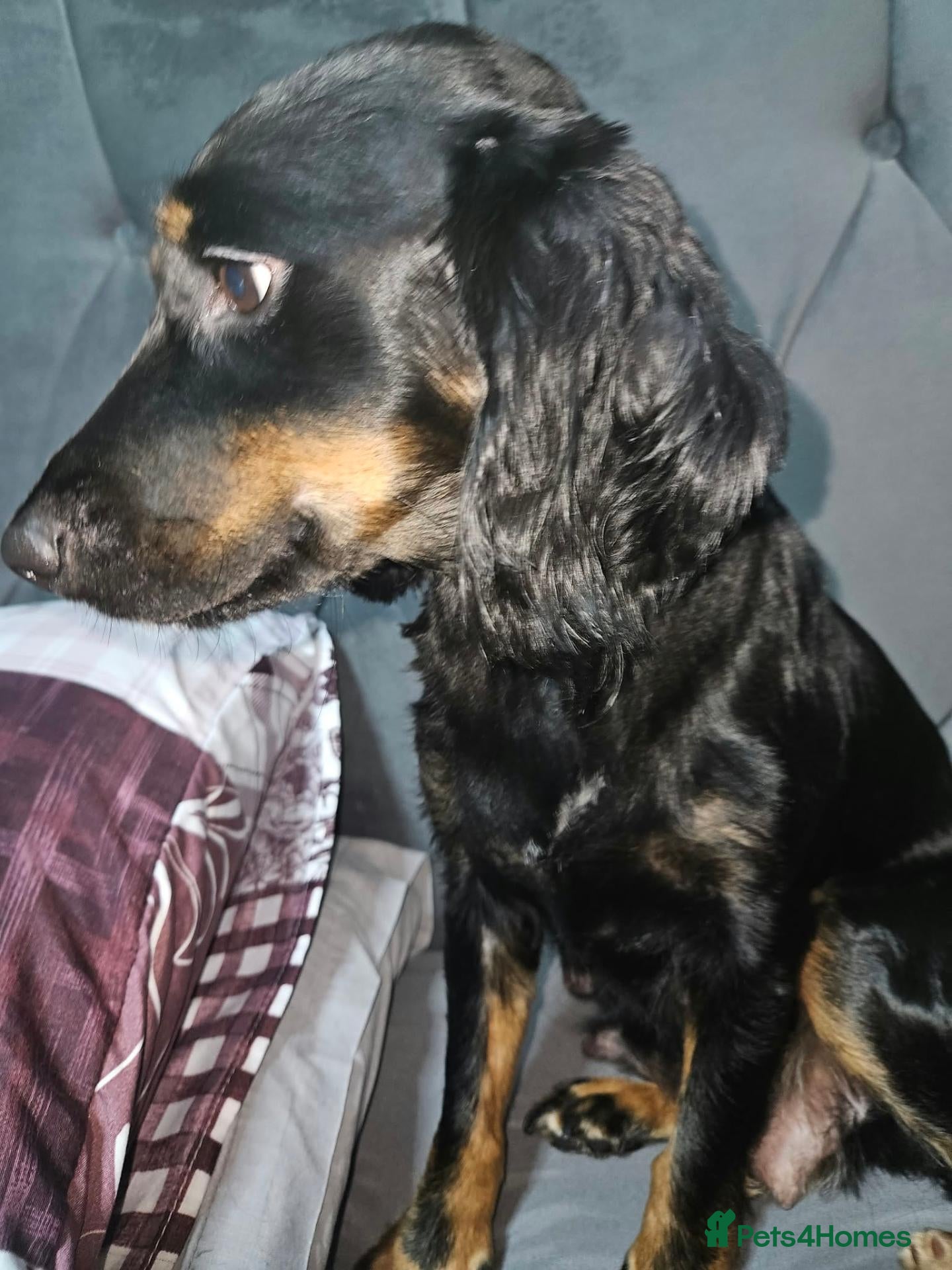 Mixed Breed dogs for sale: 2 female and 1 male spaniel cross bully - Advert 3