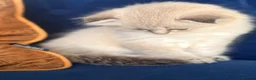 Scottish Fold cats for sale: Scottish Fold X Lilac Ragdoll twins ❤️  - Advert 8