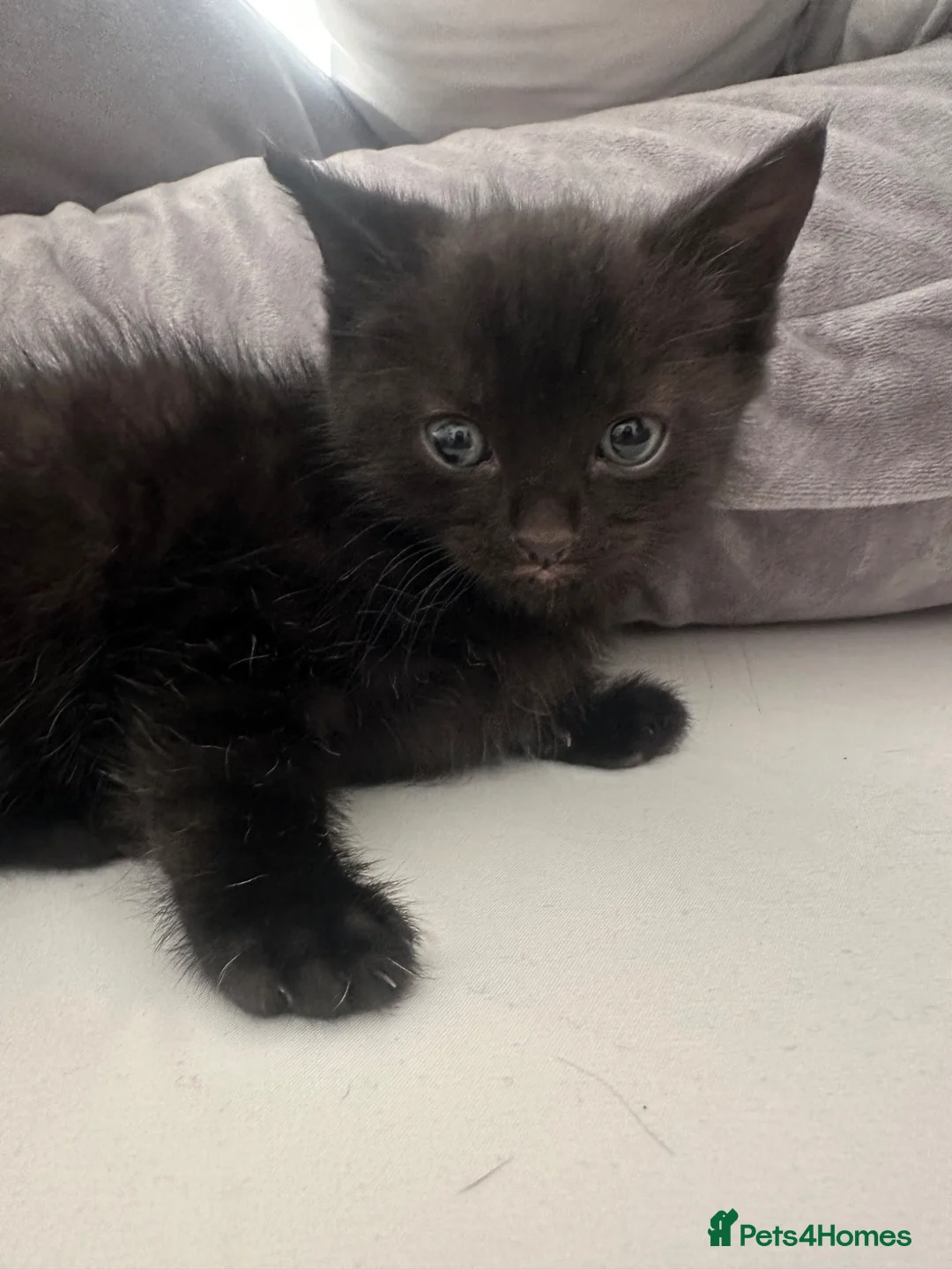 Mixed Breed cats for sale: 3 beautiful Kittens  - Advert 6