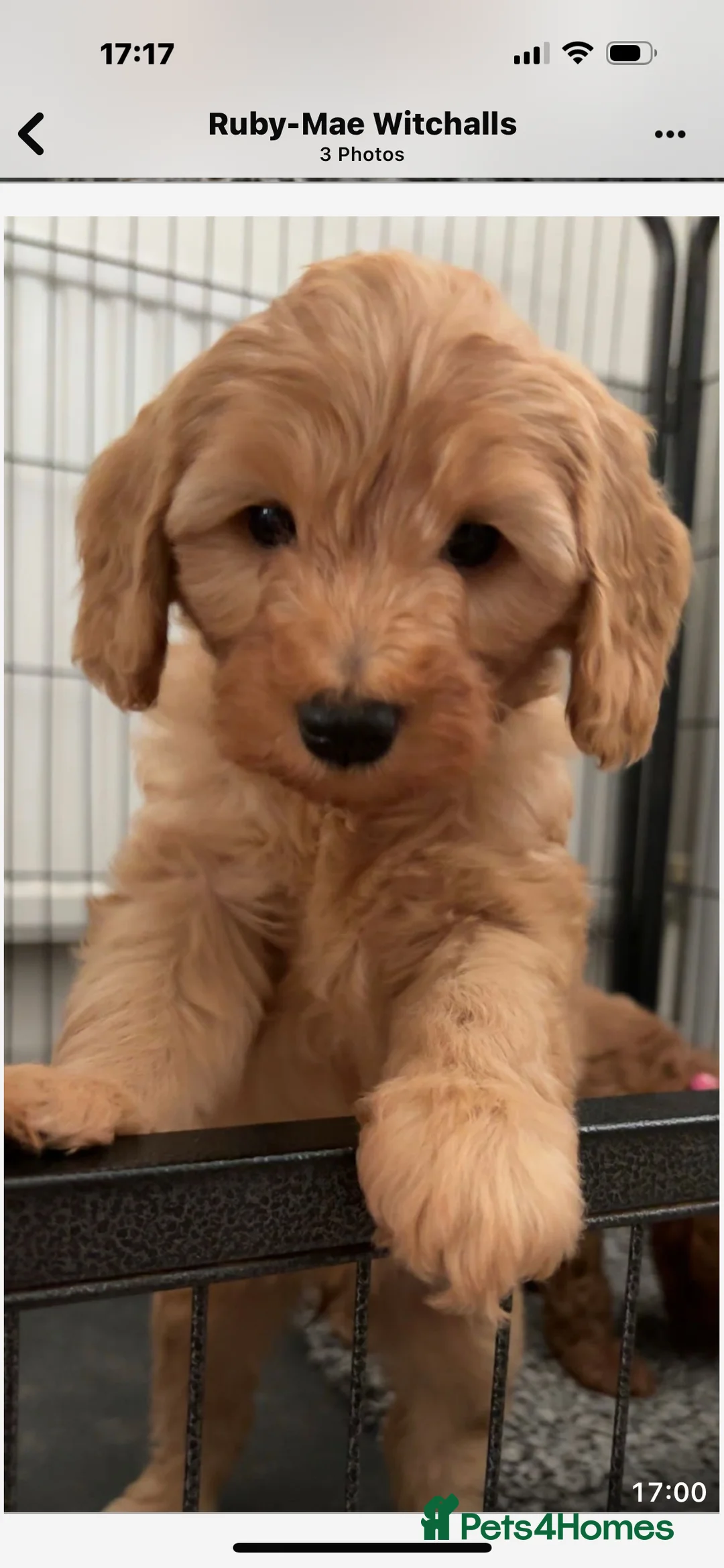 Australian Labradoodle dogs for sale: 1 Gorgeous Girl left 🤍 - Advert 1