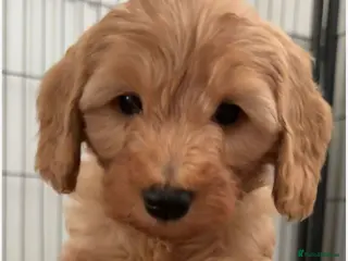 Australian Labradoodle dogs 1 Gorgeous Girl left 🤍 - Advert 5