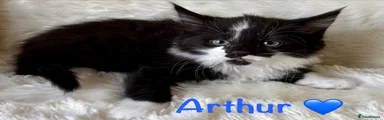 Arthur