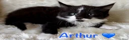 Mixed Breed cats for sale: Meet the Shelby Kittens ❤️ - Advert 4