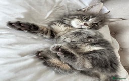Maine Coon cats for sale: 4 big pure gorgeous Mainecoon boys  - Image 15