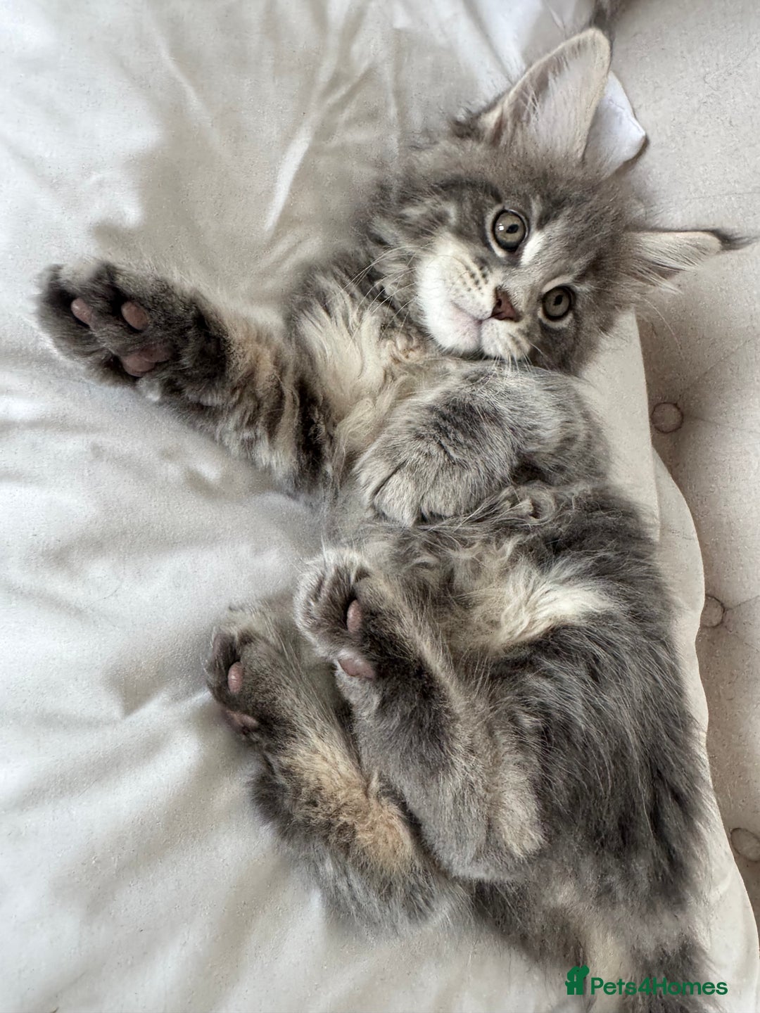 Maine Coon cats for sale: 4 big pure gorgeous Mainecoon boys  - Image 15