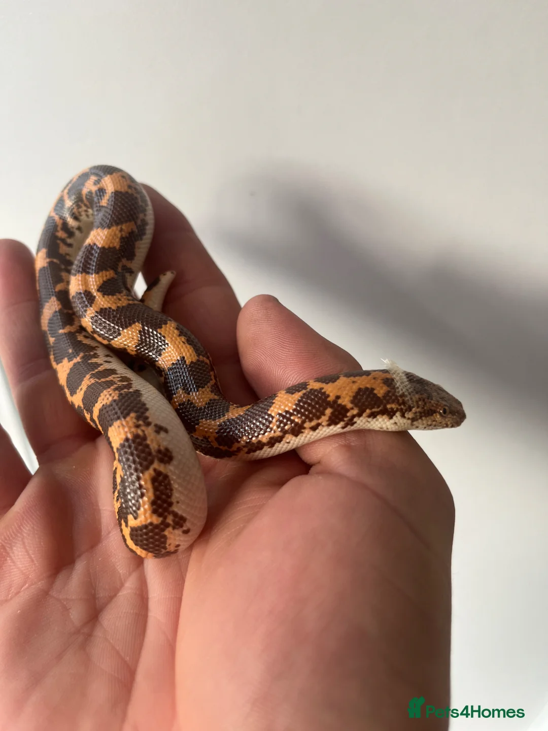 Boa Snake reptiles for sale: Sand boa for sale - Advert 2