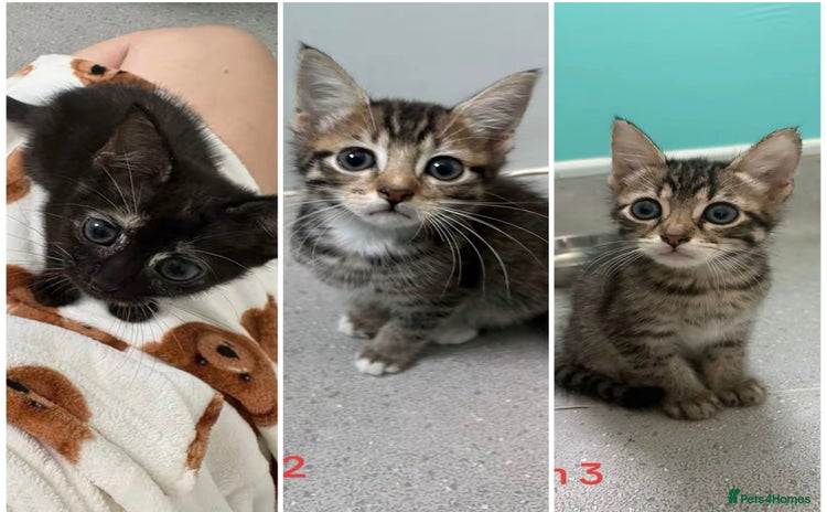 Mixed Breed cats - Advert 2