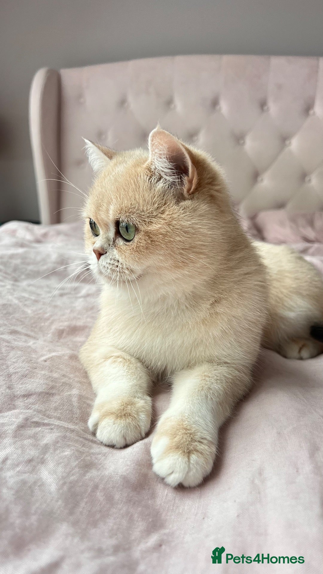 British Shorthair cats Golden Blue Ay12 BSH Female ready now - Advert 2