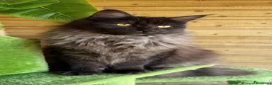 Maine Coon 1