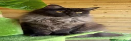 Maine Coon cats for sale: Stunning active female for sale  - Advert 2