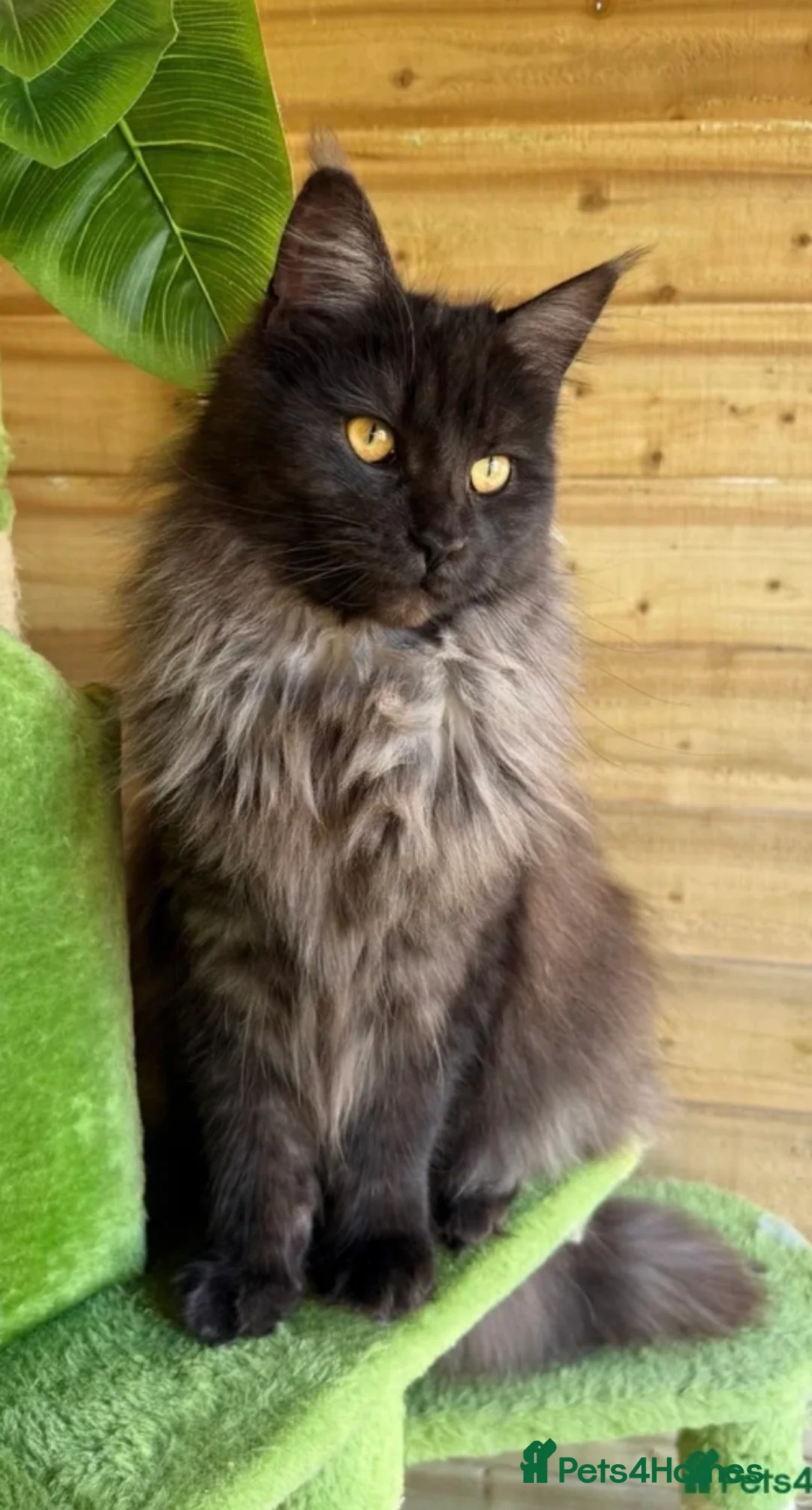 Maine Coon cats for sale: Stunning active female for sale  - Advert 2