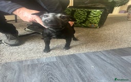 Patterdale Terrier dogs for sale: Sweet little Patterdale girl for sale  - Image 2