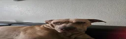 Mixed Breed dogs for sale: Cane corso cross bullmastiff  in Bexley - Advert 1