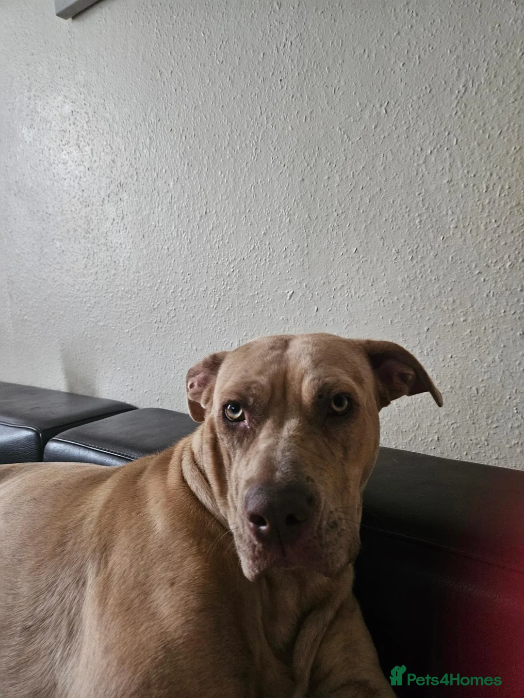 Mixed Breed dogs for sale: Cane corso cross bullmastiff  in Bexley - Advert 1