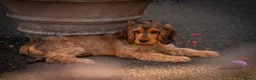 Cocker Spaniel dogs for sale: RKC SHOW COCKER SPANIEL PUPPIES EXTENSIVELY HEALTH - Advert 11