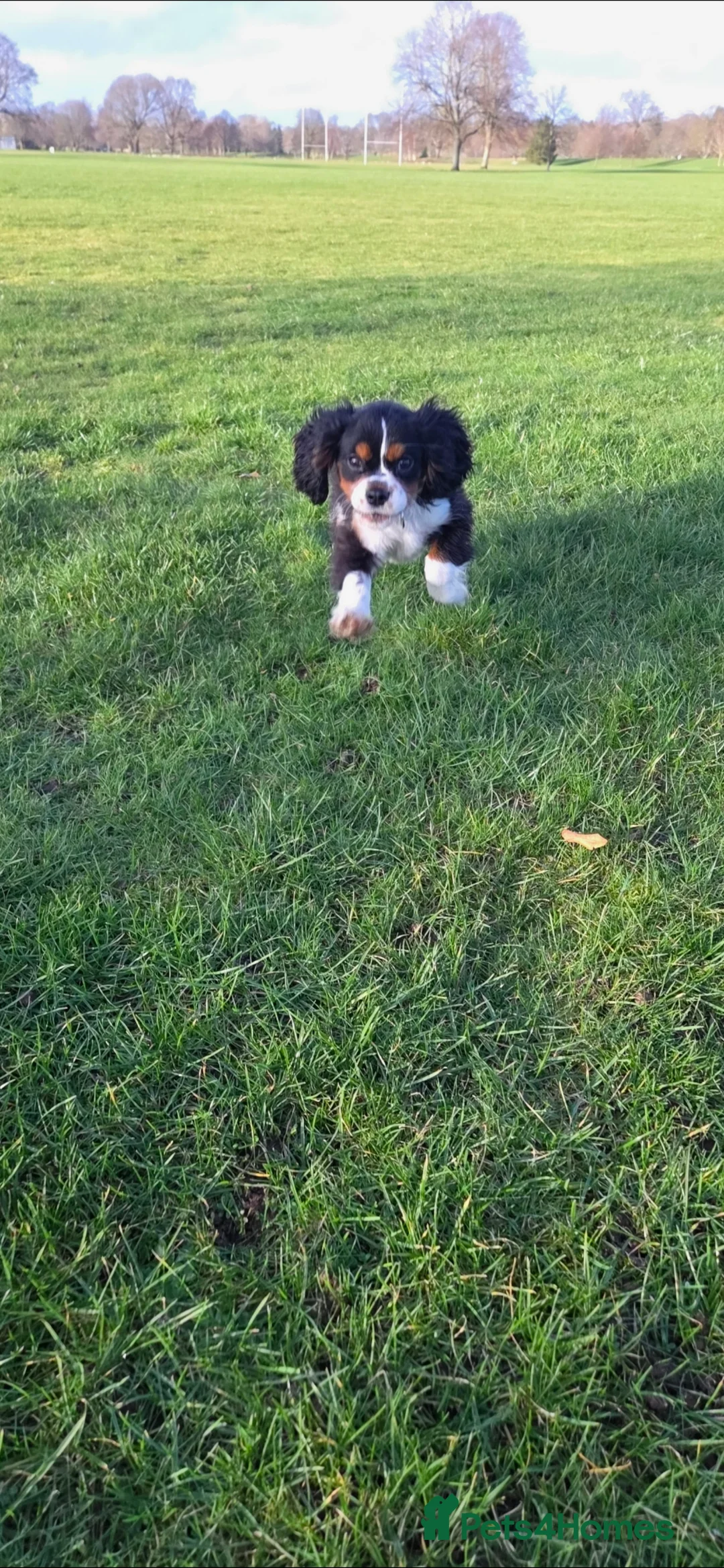 Cavalier King Charles Spaniel dogs for sale: King Charles cavalier  in Perth - Advert 3