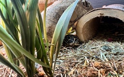 Tortoise reptiles for sale: Indian star tortoise + full setup - Image 3