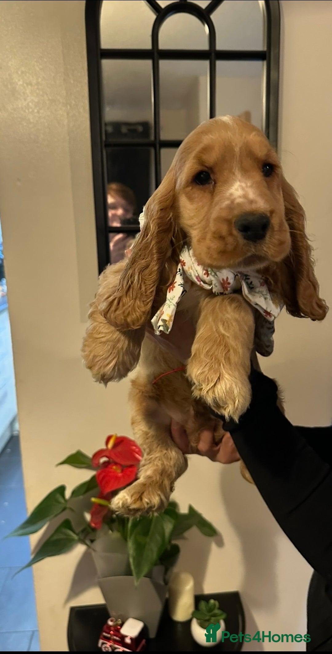 Cocker Spaniel dogs for sale: KC Golden Show Cocker Spaniel  READY TO GO! - Advert 38