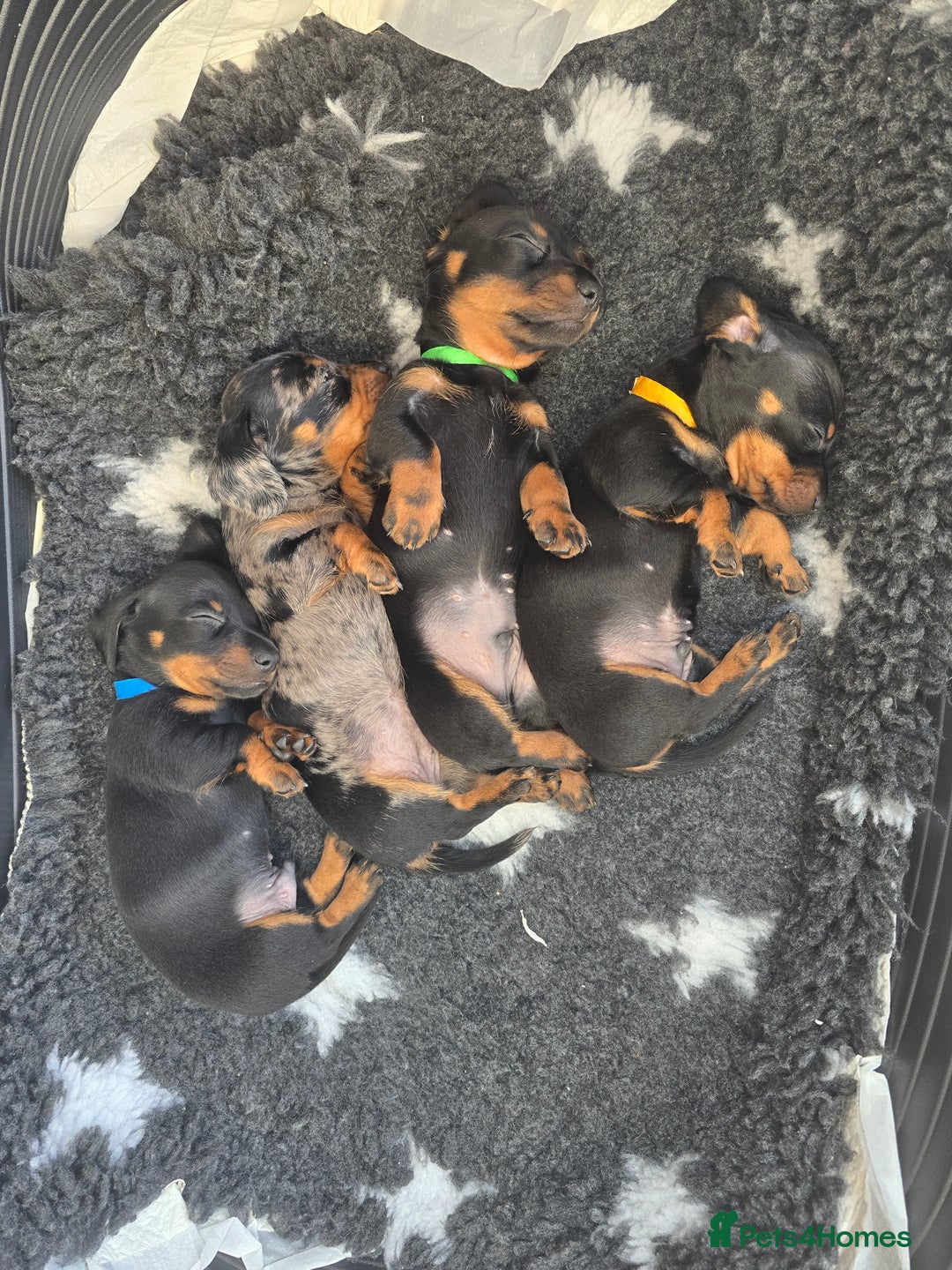Miniature Dachshund dogs for sale: KC Miniature Dachshund Pups  - Image 13