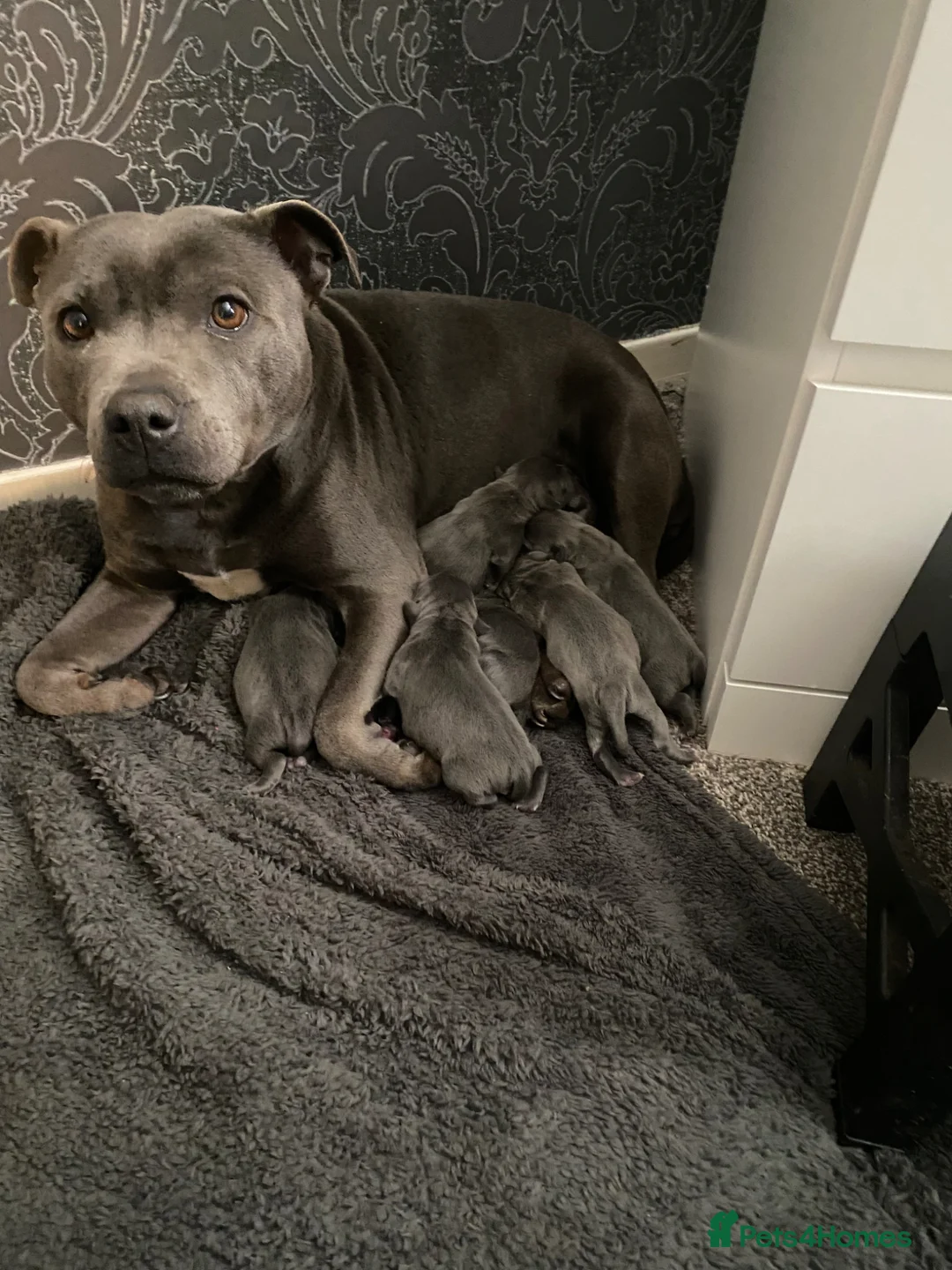 Staffordshire Bull Terrier dogs for sale: Blue staff puppies  - Advert 7