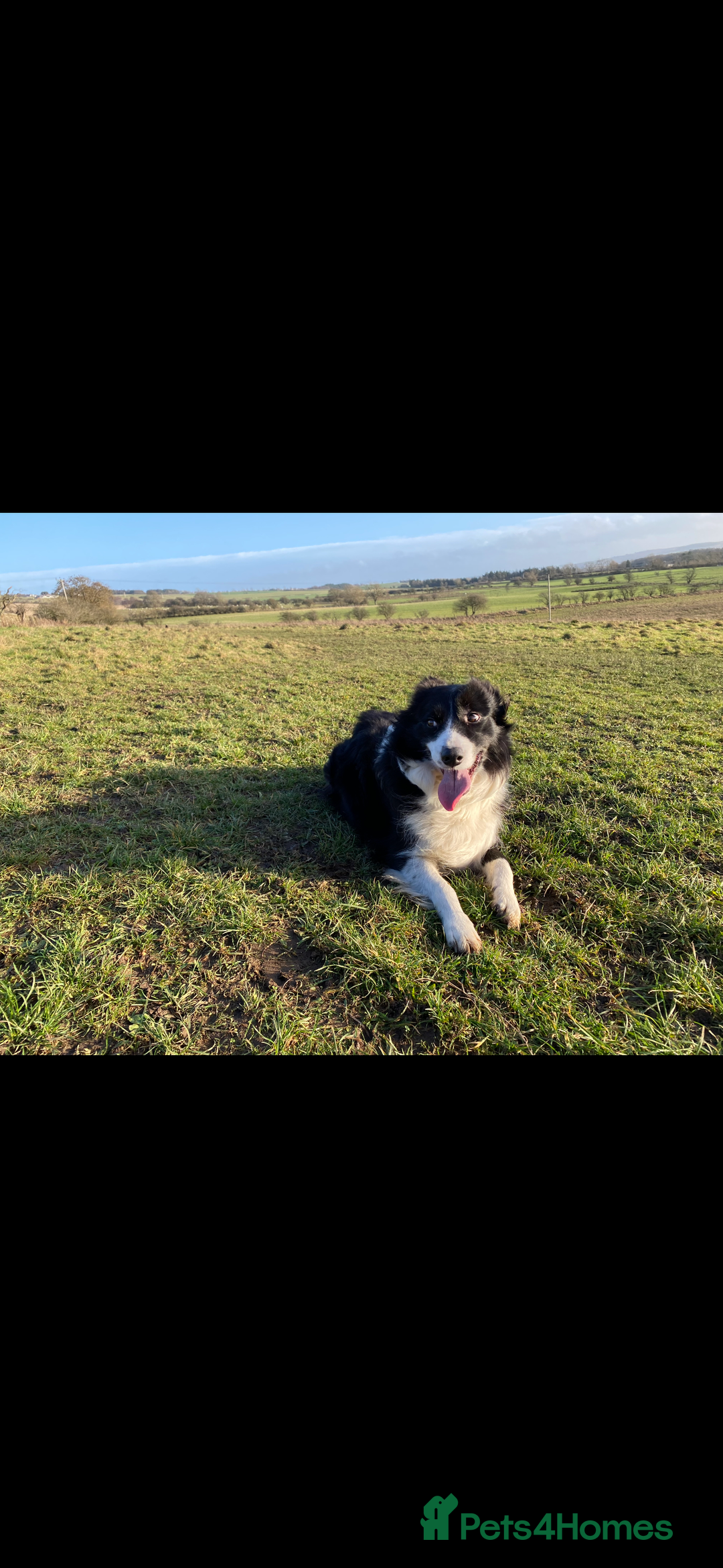 Border Collie dogs for sale: Border Collie for adoption  - Advert 2