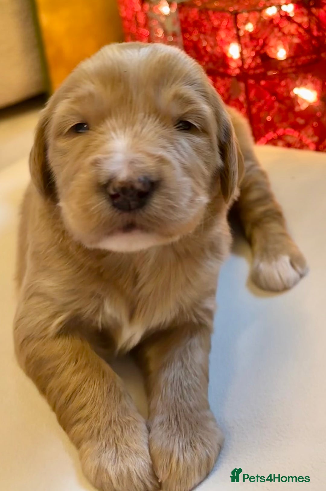 Mixed Breed dogs for sale: Australian double doodles  - Advert 27