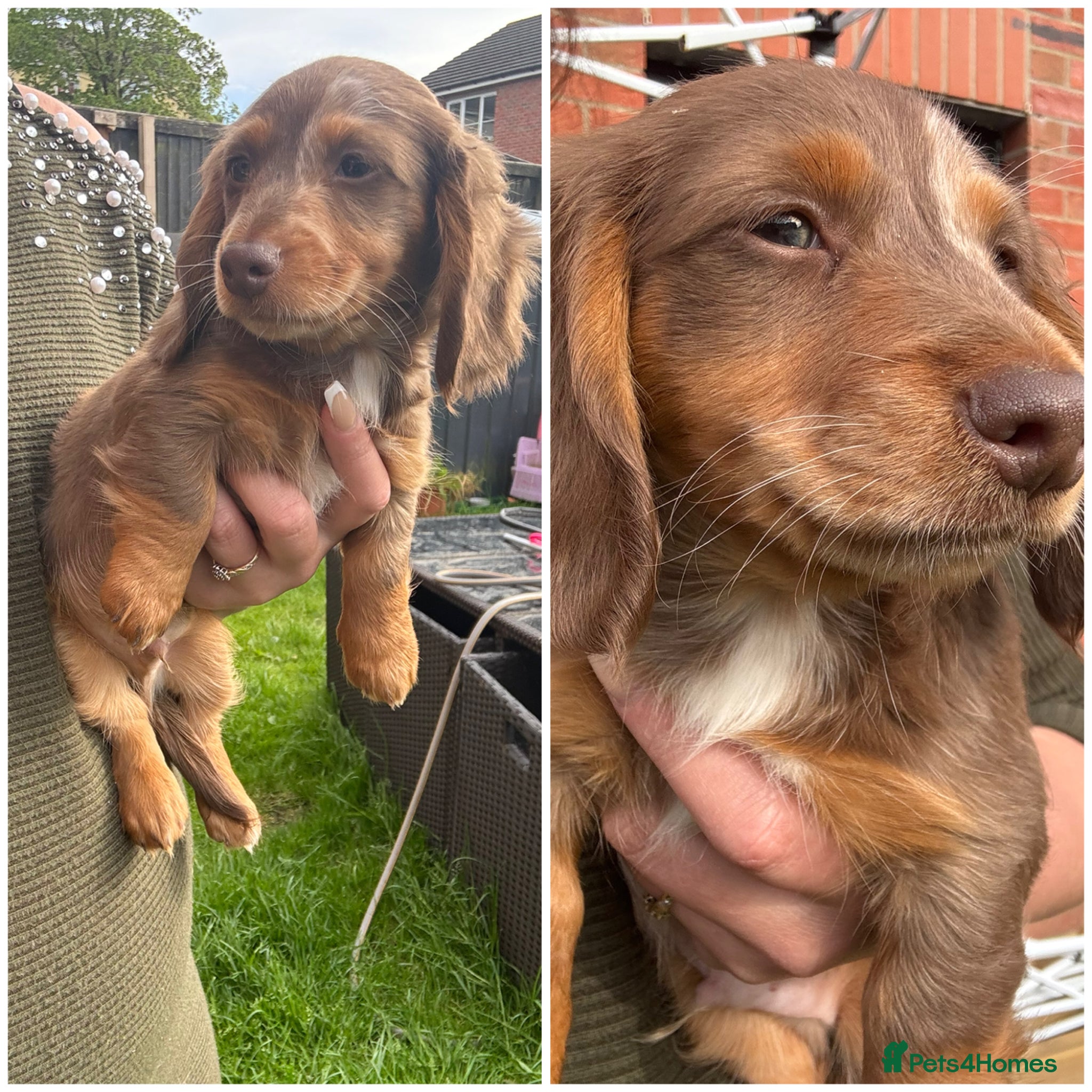 Miniature Dachshund dogs for sale: Miniature Long hair dachshund puppies  - Advert 15