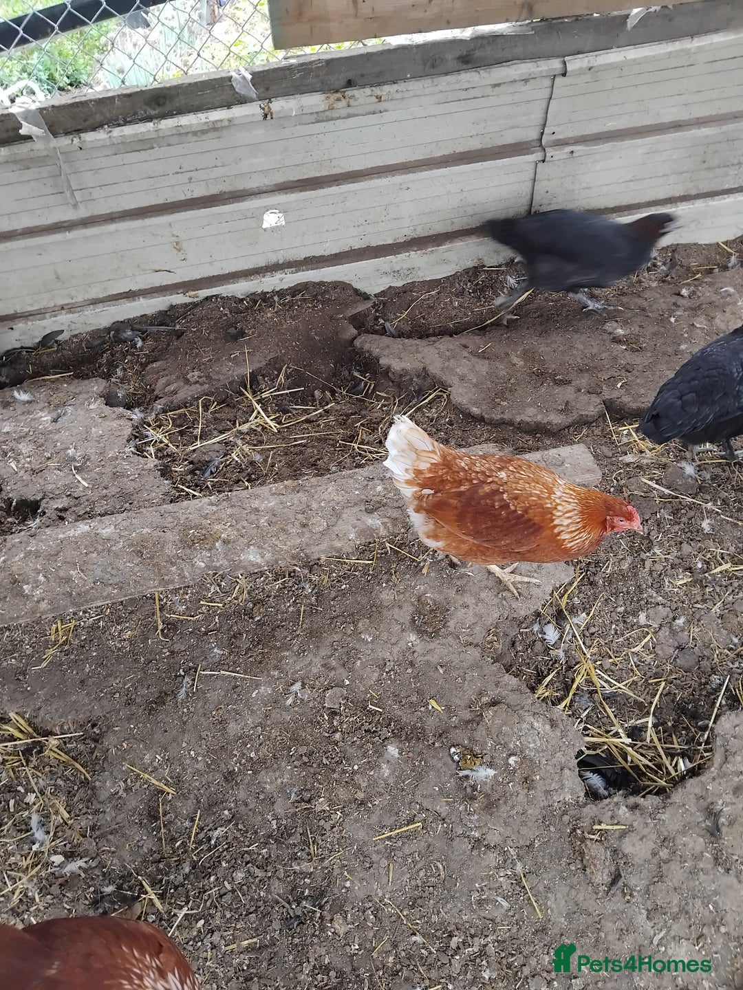 Chickens poultry for sale: Pulletts  - Image 1