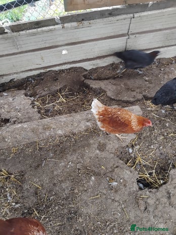 Chickens poultry - Advert 4