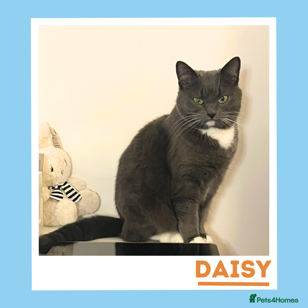 Mixed Breed cats for adoption: Daisy is a gentle, cuddly sweetheart - Advert 2
