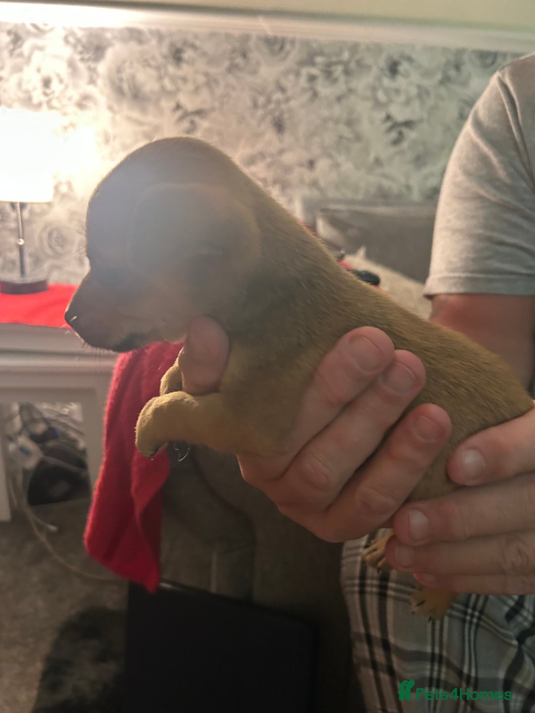 Mixed Breed dogs for sale: Chihuahua x terrier  - Advert 11