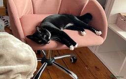 Mixed Breed cats for sale: Beautiful kittens ready 28th November  - Advert 1