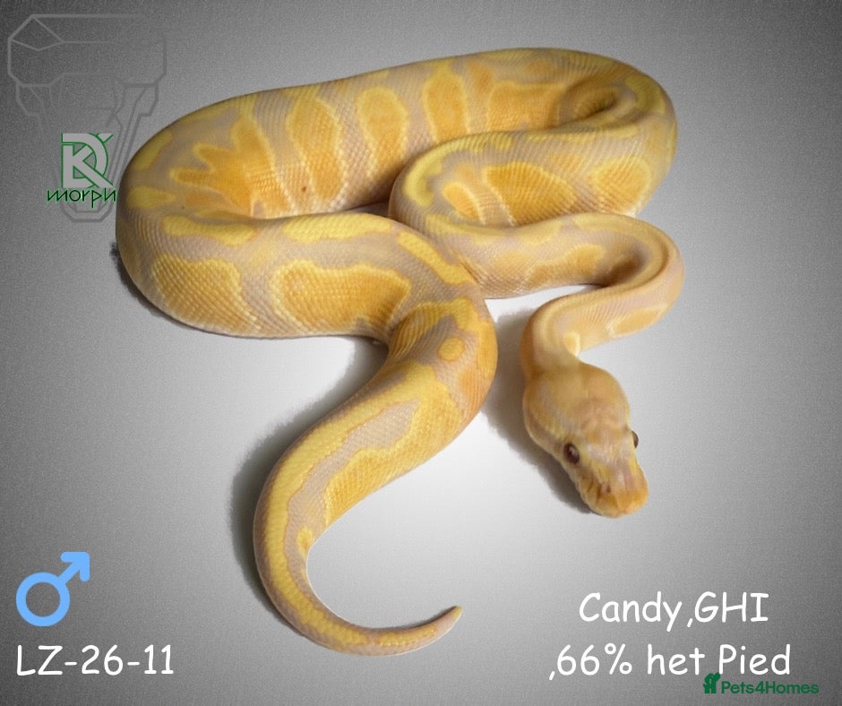 Python Snake reptiles 1.0 Leo Candy 66% het Pied LZ-26-11 - Advert 11