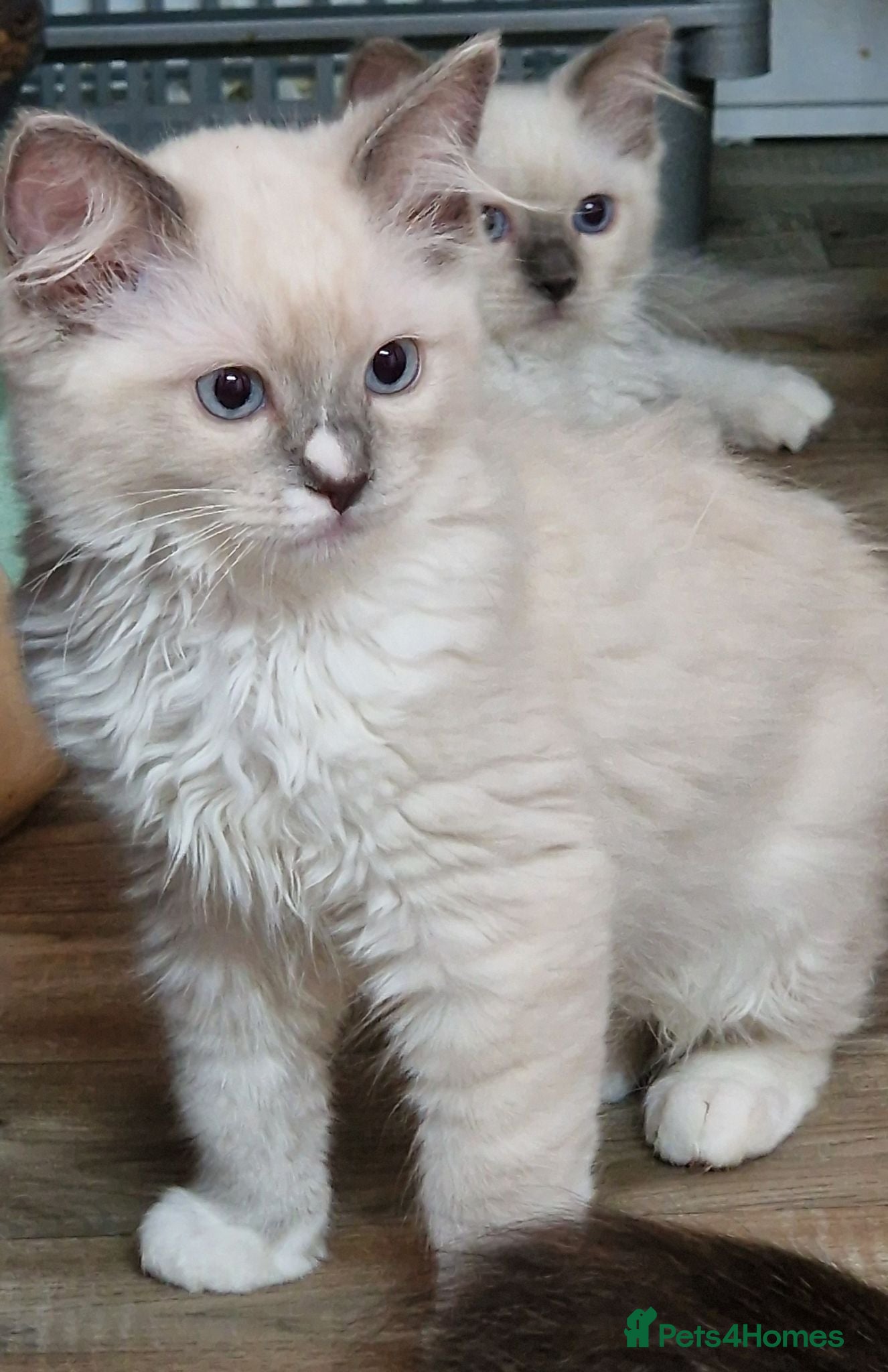Ragdoll cats Gorgeous litter gccf registered Ragdoll kittens  - Advert 2