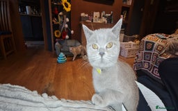Scottish Fold cats for sale: Scottish straight female for Rehoming  in Glasgow - Image 15