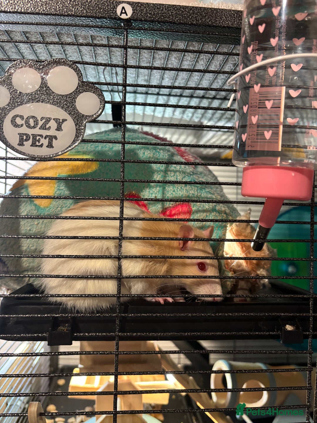 Rat rodents for sale: 3 FEMALE RATS + CAGE - Advert 22
