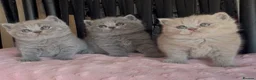 British Shorthair cats for sale: Beautiful Pedigree BSH kittens for sale  - Advert 12