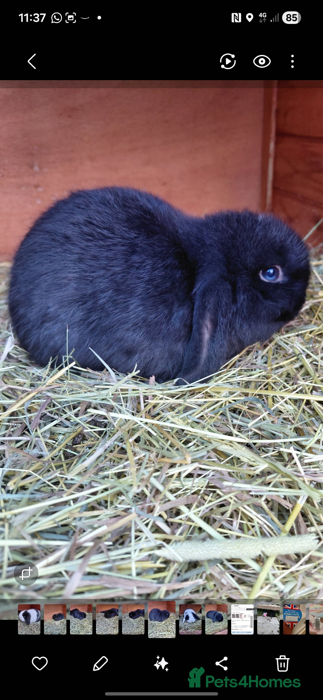 Mini Lop rabbits for sale: Mini lop rabbits - Advert 2