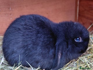 Mini Lop rabbits Mini lop rabbits - Advert 13