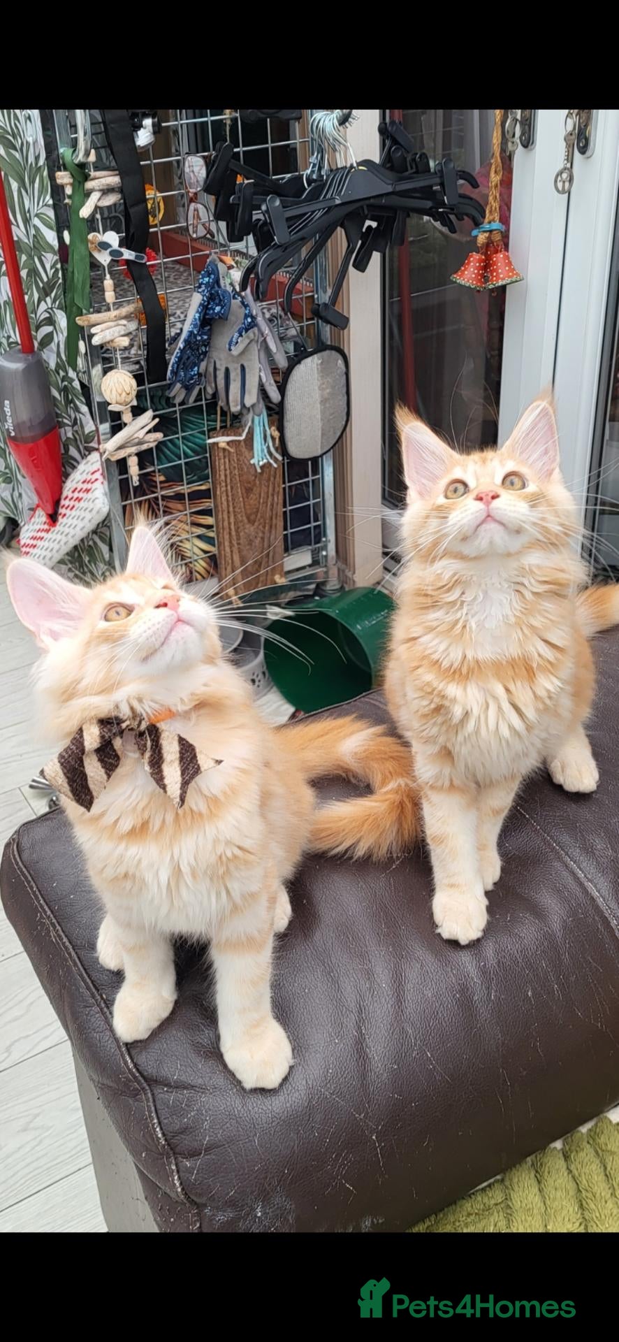 Maine Coon cats Maine Coon kittens ready now - Advert 2