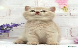 British Shorthair cats for sale: Stunning British Kittens - Image 8