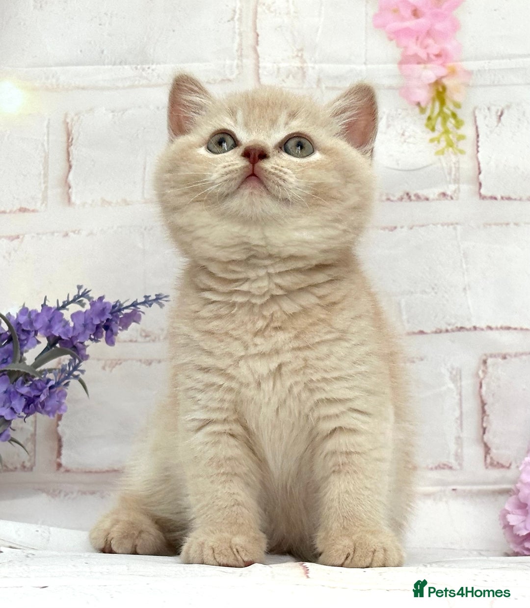 British Shorthair cats for sale: Stunning British Kittens - Image 8